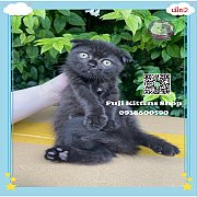 ***ได้บ้านแล้ว***แมวสก็อตติชโฟลด์