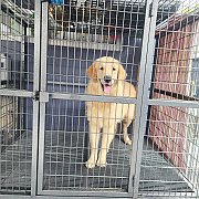 หาบ้านให้น้อง โกลเด้นเพศหญิง รับปะกันพันธ์แท้  