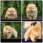 ขายลูกปอมเมอเรเนียน เพศผู้ อายุ 2 เดือน โตมาสีประมาณนี้ สอนการเลี้ยงฟรี 08346553...