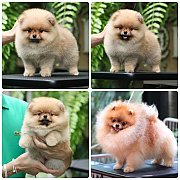 ขายลูกปอมเมอเรเนียน เพศเมีย อายุ 2 เดือน โตมาสีประมาณนี้ สอนการเลี้ยงฟรี 0834655...