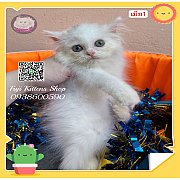***ได้บ้านแล้ว***ลูกแมวเปอร์เซีย