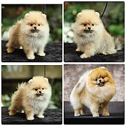 ขายลูกปอมเมอเรเนียน เพศเมีย อายุ 2 เดือน โตมาสีประมาณนี้ สอนการเลี้ยงฟรี 0834655...