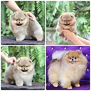 ขายลูกปอมเมอเรเนียน เพศผู้ อายุ 2 เดือน โตมาสีประมาณนี้ สอนการเลี้ยงฟรี 08346553...