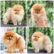 ขายลูกปอมเมอเรเนียน เพศผู้ อายุ 2 เดือน โตมาสีประมาณนี้ สอนการเลี้ยงฟรี 08346553...