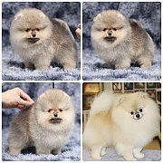 ขายลูกปอมเมอเรเนียน เพศผู้ อายุ 2 เดือน โตมาสีประมาณนี้ สอนการเลี้ยงฟรี 08346553...