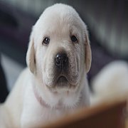 ลูกสุนัขลาบราดอร์