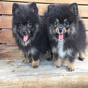 ปอมสีแบลคแทน ผุ้ 2 ราคา 5000