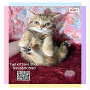 ***ได้บ้านแล้ว***บริติชชอทแฮร์