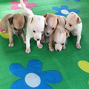 ชิวาวาแท้ขนสั้น ทอย 3000-3300