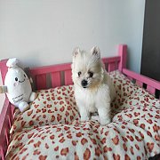 ปอมแท้ เพศผู้ จัดส่ง