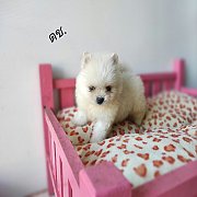 ปอมแท้ ผู้ มีจัดส่ว