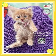 ***ได้บ้านแล้ว***ลูกแมวเปอร์เซียส้ม