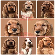 ลูกCocker พร้อมย้ายบ้าน