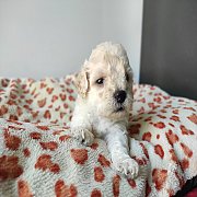 พุดเดิ้ลทอย เพศผู้ จัดส่ง ขายแล้ว