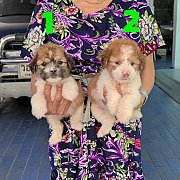 ลูกพูเดิ้ลผสมชิห์สุ สีสวยๆเกรด A จาก kankarnclub มีจัดส่งทั่วประเทศ(กันย์เจ้าเก่...