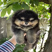 ปอม สีแบคแทน 42 วัน เกรดสวย 