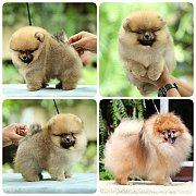 ขายลูกปอมเมอเรเนียน เพศเมีย อายุ 2 เดือน โตมาสีประมาณนี้ สอนการเลี้ยงฟรี 0834655...