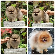 ขายลูกปอมเมอเรเนียน เพศผู้ อายุ 2 เดือน โตมาสีประมาณนี้ สอนการเลี้ยงฟรี 08346553...