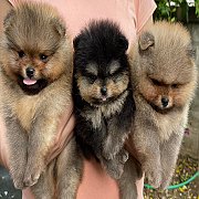 ปอม หน้าหมี หุ่นดี ขนแน่น