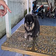 ลูกปอมหน้าหมีสุดหล่อ ทรงสวย ขนแน่นๆ  เกรด A ชุดที่ 85 จาก kankarnclub น้องหมาเล่...