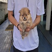 ลูกปอมหน้าหมีสวยๆ  ทรงสวย ขนแน่นๆ เกรด A ชุดที่ 85 จาก kankarnclub มีจัดส่งทั่วป...