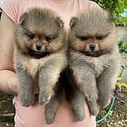 ปอม หน้าหมี หุ่นดี ขนแน่น