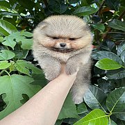 ปอม หน้าหมี หุ่นดี ขนแน่น