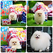 ขายลูกปอมเมอเรเนียน เพศผู้ อายุ 2 เดือน โตมาสีประมาณนี้ สอนการเลี้ยงฟรี 08346553...