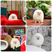 ขายลูกปอมเมอเรเนียน เพศผู้ อายุ 2 เดือน โตมาสีประมาณนี้ สอนการเลี้ยงฟรี 08346553...