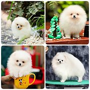 ขายลูกปอมเมอเรเนียน เพศเมีย อายุ 2 เดือน โตมาสีประมาณนี้ สอนการเลี้ยงฟรี 0834655...