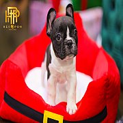 เฟรนช์บลูด็อก เพศเมีย สีขาวดำ หน้าสั้น ใบหูสั้น ขี้เล่น ทรงสวย อายุ 2 ดือน เฟรนช...