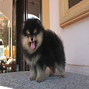 ปอม หน้าหมี หุ่นดี ขนแน่น