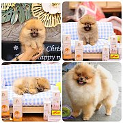 ขายลูกปอมเมอเรเนียน เพศผู้ อายุ 2 เดือน โตมาสีประมาณนี้ สอนการเลี้ยงฟรี 08346553...