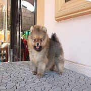 ปอม หน้าหมี หุ่นดี ขนแน่น