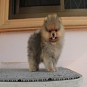ปอม หน้าหมี หุ่นดี ขนแน่น