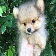 ปอมแท้ ผู้1ราคา4500