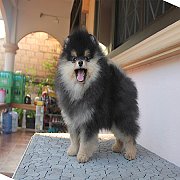 ปอม หน้าหมี ขาใหญ่ ขนแน่น ฟอร์มสวย