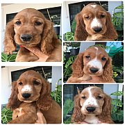 5หนุ่มพร้อมย้ายบ้าน