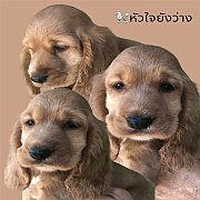 2สาวพร้อมย้ายบ้าน