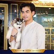 ฟาร์มไซบีเรียนเกรด Hi-end ดีที่สุด และใหญ่ที่สุดในไทย ต้องที่ฟาร์มAllbest