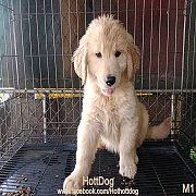 โกลเด้น รีทรีฟเวอร์ ฟอร์มสวย จ้ำม่ำๆ ปีใหม่นี้ลดพิเศษให้ น้องๆพร้อมย้ายบ้านจ้า