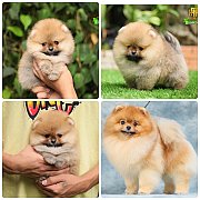 ขายลูกปอมเมอเรเนียน เพศผู้ อายุ 2 เดือน โตมาสีประมาณนี้ สอนการเลี้ยงฟรี 08346553...