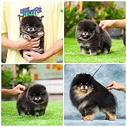 ขายลูกปอมเมอเรเนียน เพศเมีย อายุ 2 เดือน โตมาสีประมาณนี้ สอนการเลี้ยงฟรี 0834655...