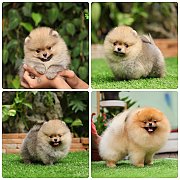 ขายลูกปอมเมอเรเนียน เพศผู้ อายุ 2 เดือน โตมาสีประมาณนี้ สอนการเลี้ยงฟรี 08346553...