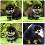 ขายลูกปอมเมอเรเนียน เพศผู้ อายุ 2 เดือน โตมาสีประมาณนี้ สอนการเลี้ยงฟรี 08346553...