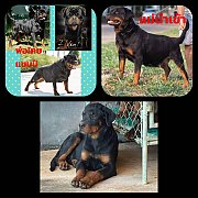 ลูกร็อตไวเลอร์ พ่อไทยแชมป์ แม่หมานำเข้าประเทศเซอร์เบีย จัดโปรรับตรุษจีน จาก kank...