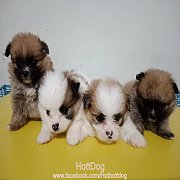 ปอมผสมชิสุห์ ฟอร์มสวยทุกตัว น่ารักมากๆจ้า พร้อมย้ายบ้านแล้วจ้า