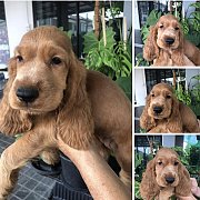 #English Cocker Spaniel# พร้อมย้าย