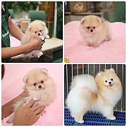 ขายลูกปอมเมอเรเนียน เพศเมีย อายุ 2 เดือน โตมาสีประมาณนี้ สอนการเลี้ยงฟรี 0834655...