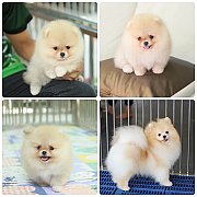 ขายลูกปอมเมอเรเนียน เพศเมีย อายุ 2 เดือน โตมาสีประมาณนี้ สอนการเลี้ยงฟรี 0834655...